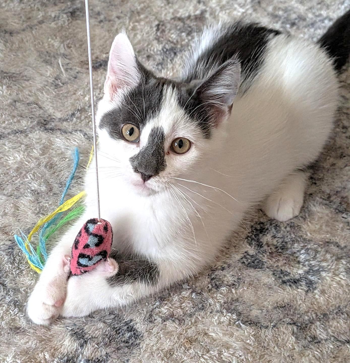Lady Grey, a ADOPTABLE Domestic Short Hair in Stoney Creek, ON image 2/5
