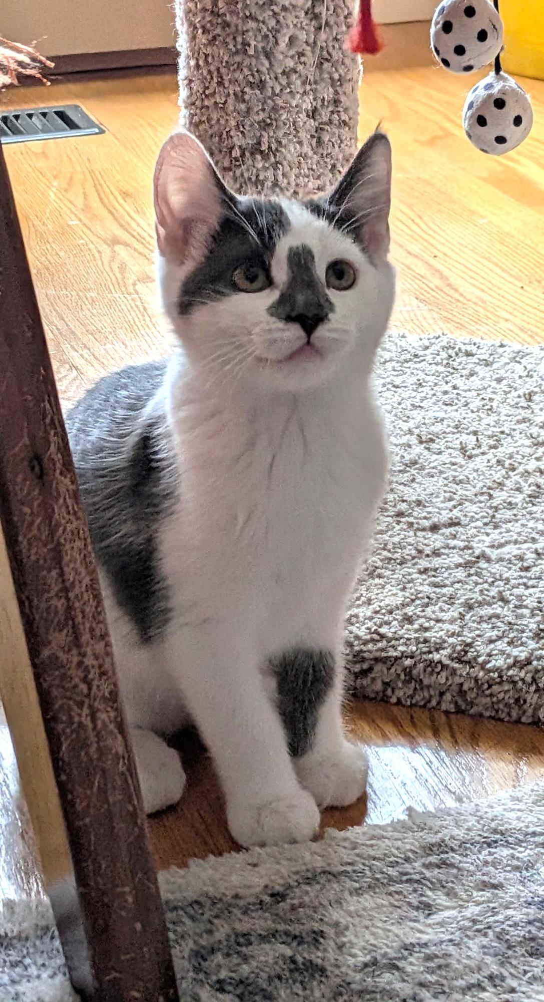Lady Grey, a ADOPTABLE Domestic Short Hair in Stoney Creek, ON image 5/5