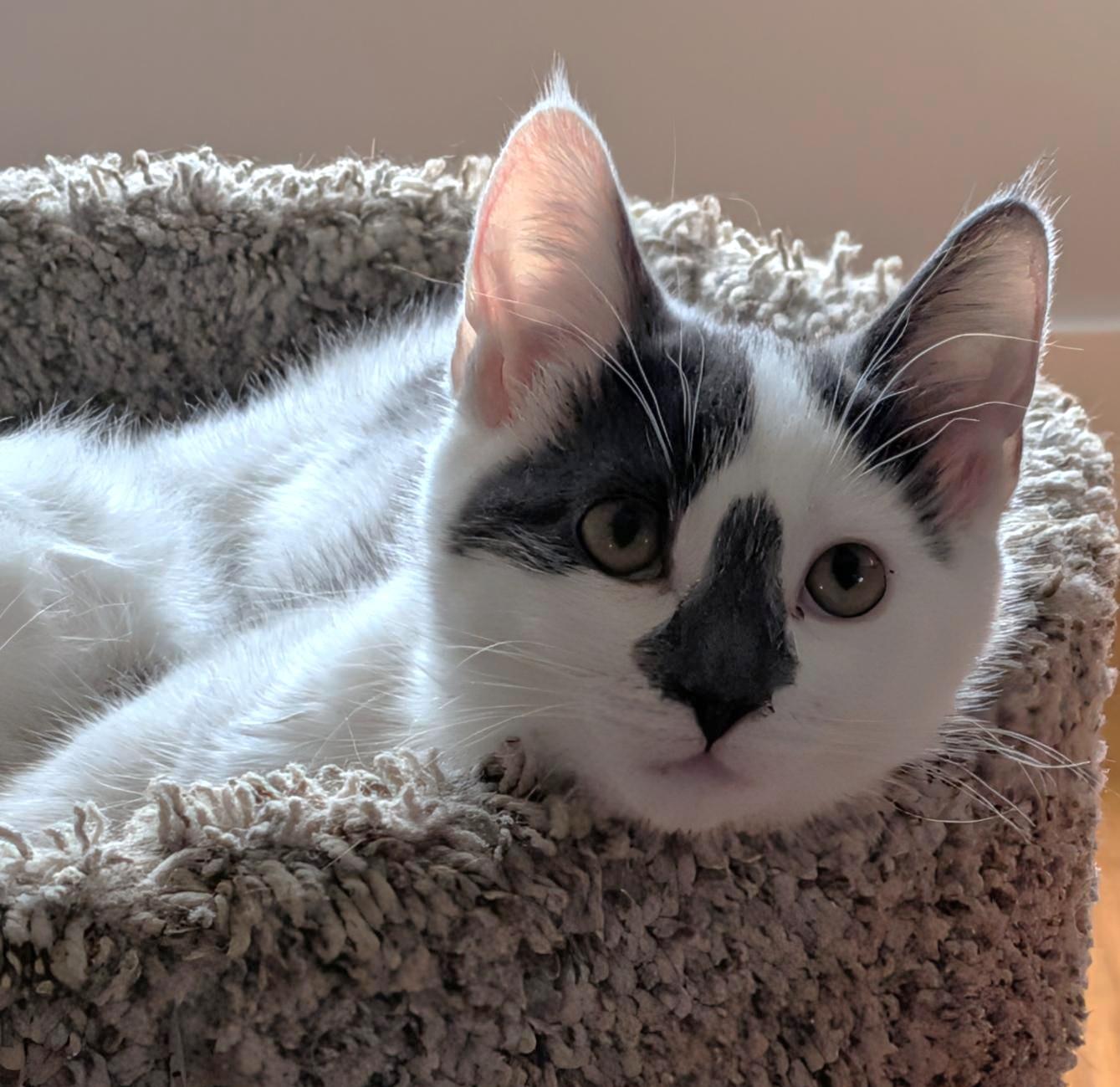 Lady Grey, a ADOPTABLE Domestic Short Hair in Stoney Creek, ON image 4/5
