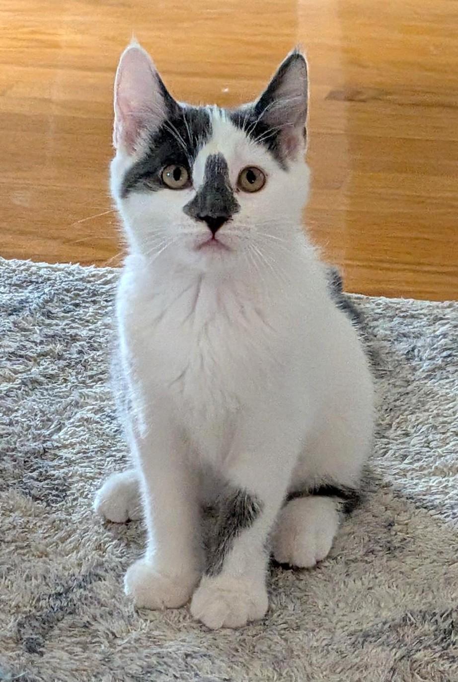 Lady Grey, ADOPTABLE, Kitten Female Domestic Short Hair.