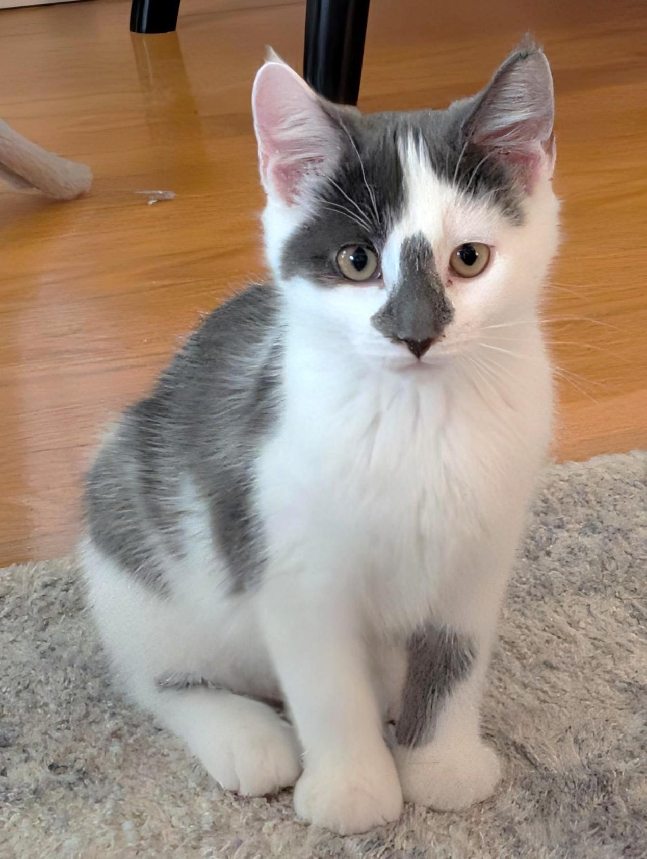 Lady Grey, a ADOPTABLE Domestic Short Hair in Stoney Creek, ON image 3/5