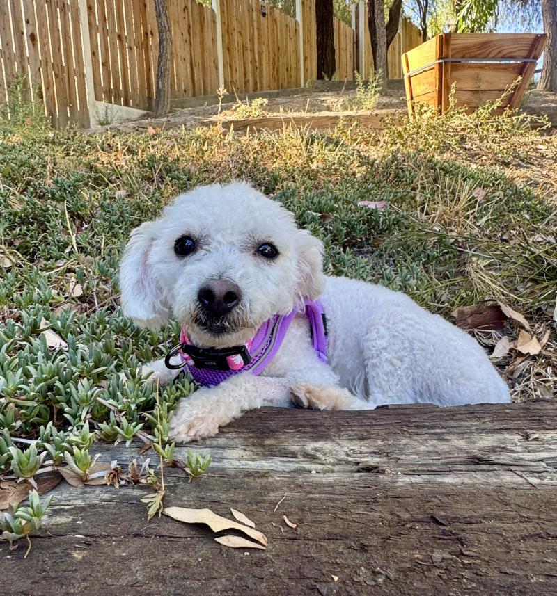 Penny Lane, Adoptable, Adult Female Bichon Frise & Poodle.