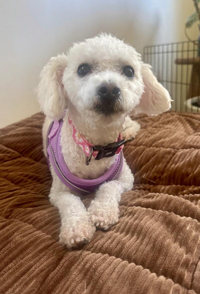 Enlarge Penny Lane, a Adoptable mixed breed in Valley Village, CA image 2/5