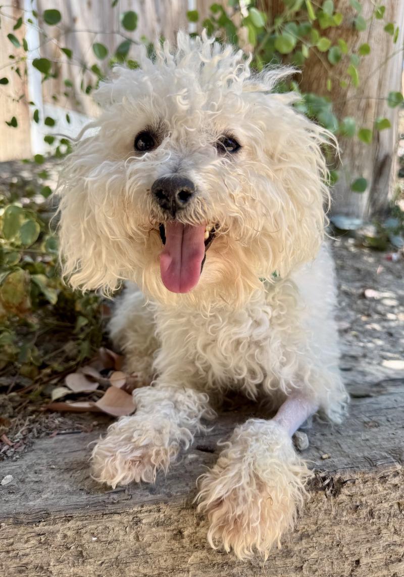 Enlarge Penny Lane, a Adoptable mixed breed in Valley Village, CA image 3/5