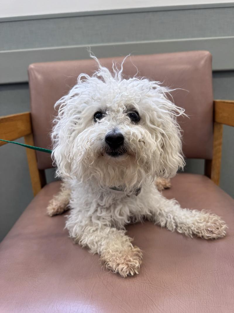 Enlarge Penny Lane, a Adoptable mixed breed in Valley Village, CA image 4/5