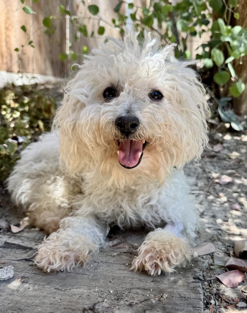 Enlarge Penny Lane, a Adoptable mixed breed in Valley Village, CA image 5/5