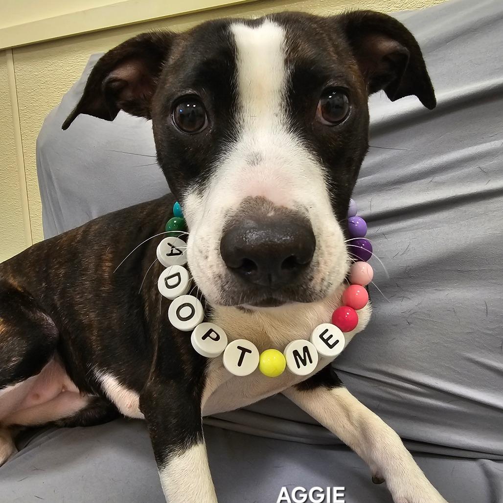 Aggie, Adoptable, Young Female Plott Hound & Mixed Breed.
