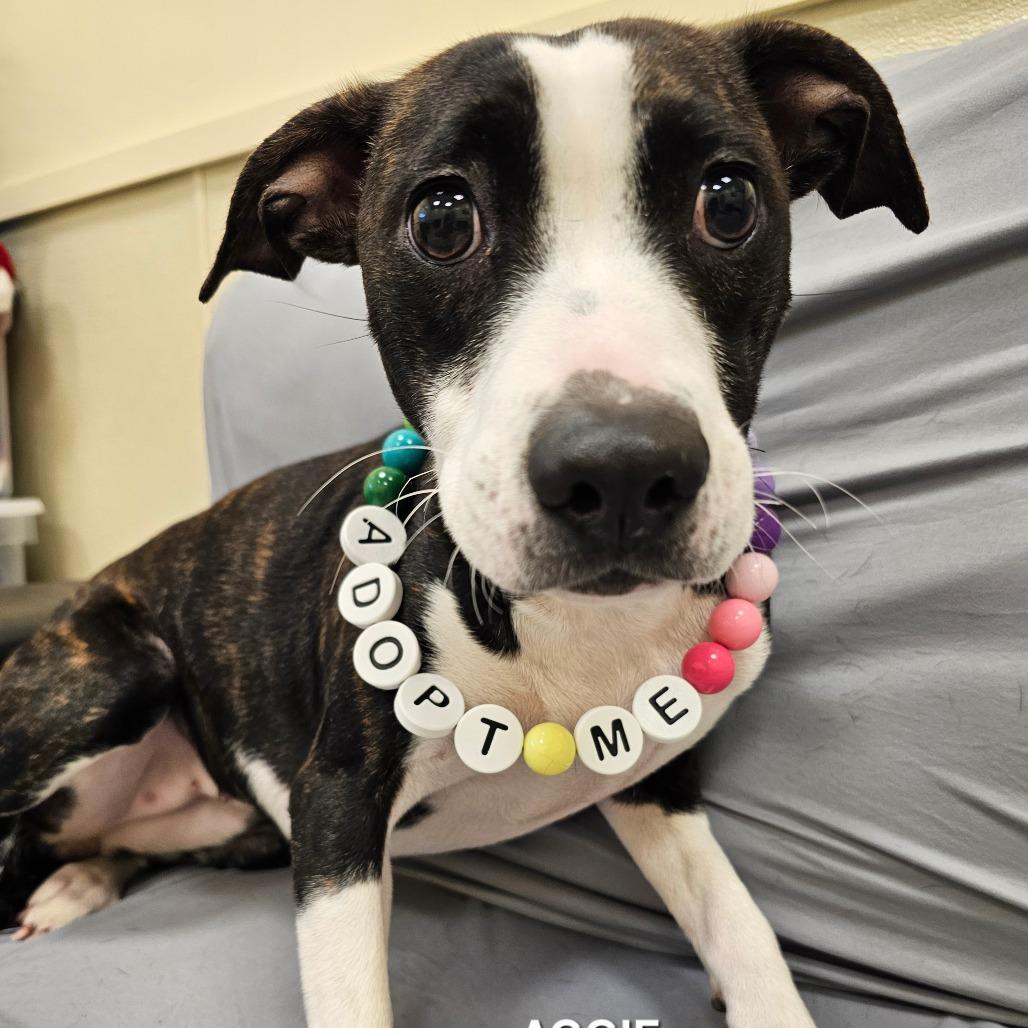 Enlarge Aggie, a Adoptable mixed breed in Madisonville, TN image 2/3