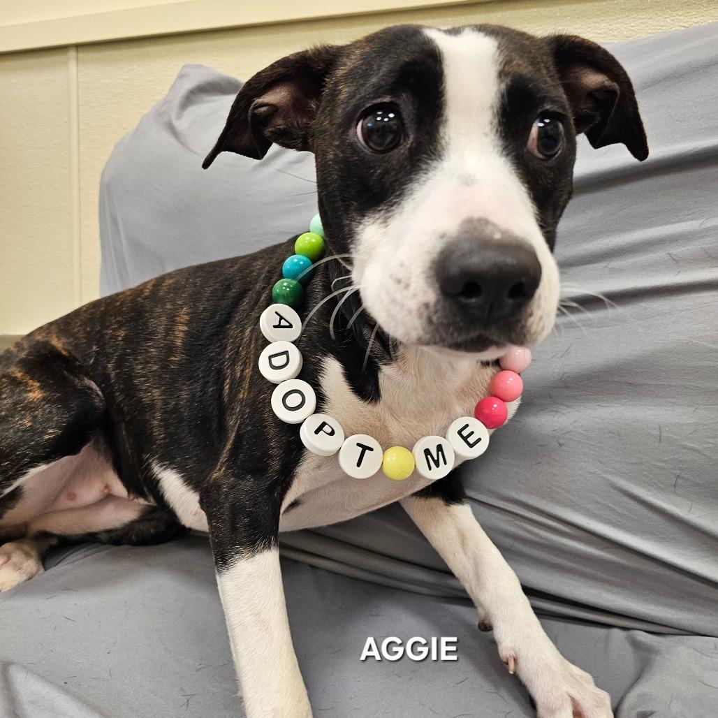 Enlarge Aggie, a Adoptable mixed breed in Madisonville, TN image 3/3