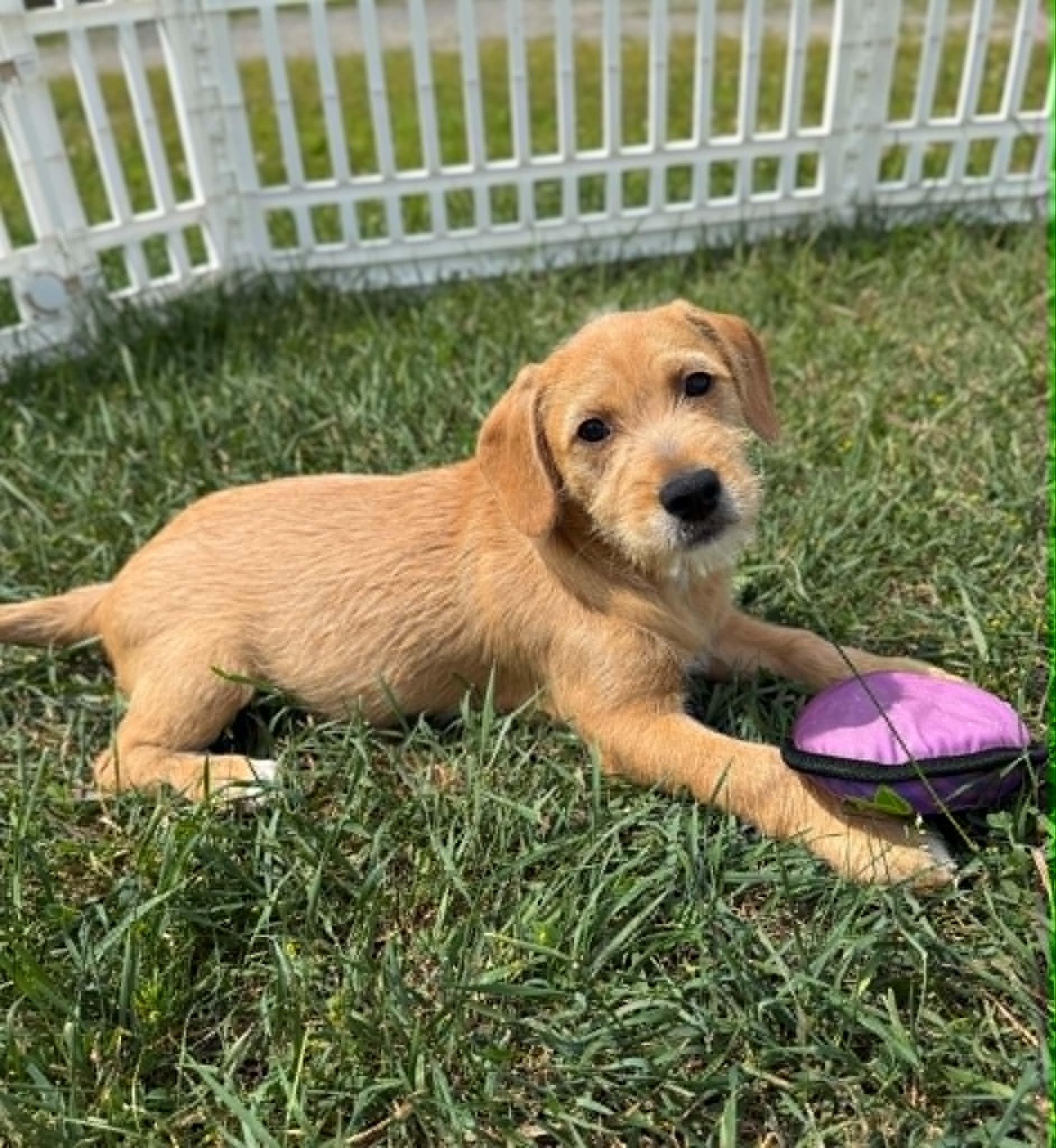 Posie, Adoptable, Puppy Female Wirehaired Terrier & Labrador Retriever.