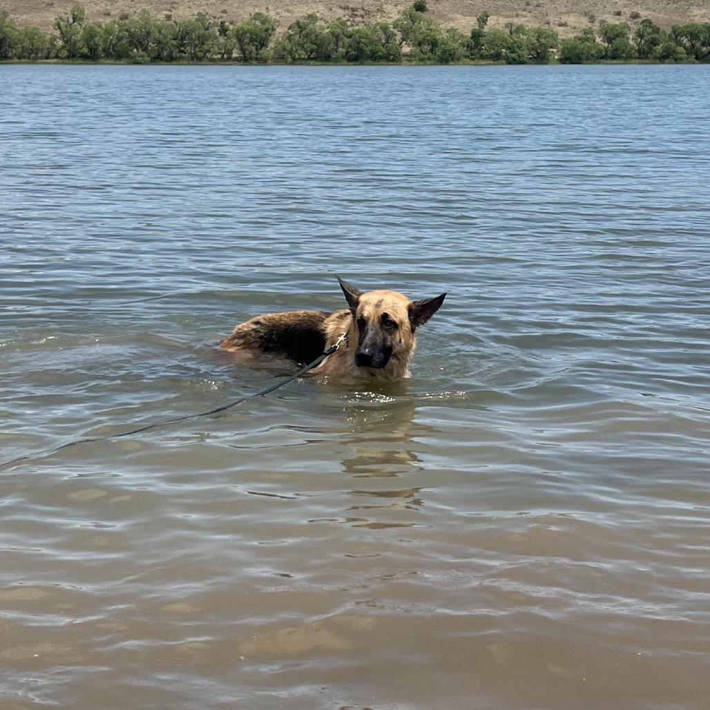 Casey, a Adoptable mixed breed in Fort Collins, CO image 4/5