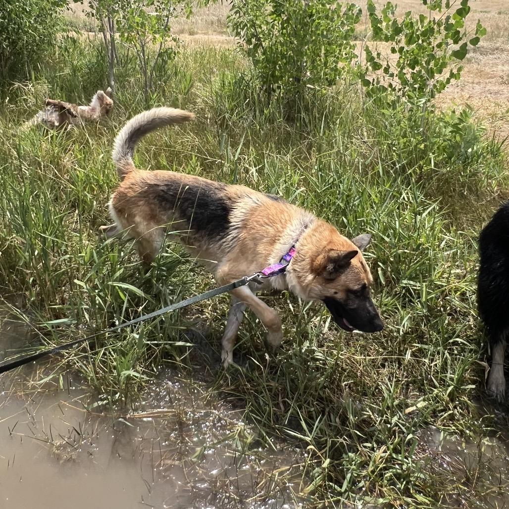 Casey, a Adoptable mixed breed in Fort Collins, CO image 5/5