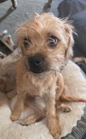 Enlarge THEO, an adopted mixed breed in NYC, NY image 5/6
