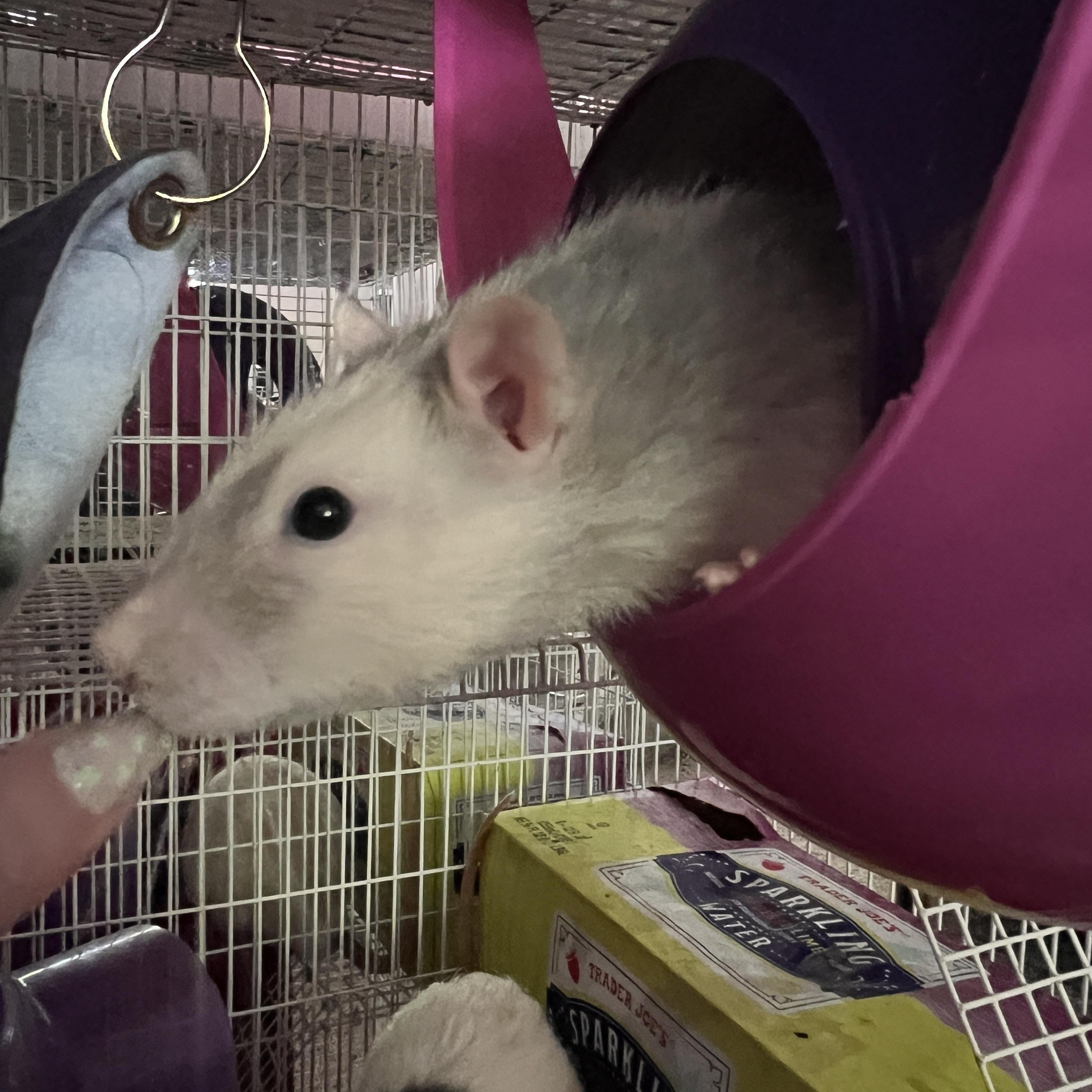 Tyre, Zaccali, and Gadriel, ADOPTABLE, Adult Male Rat.