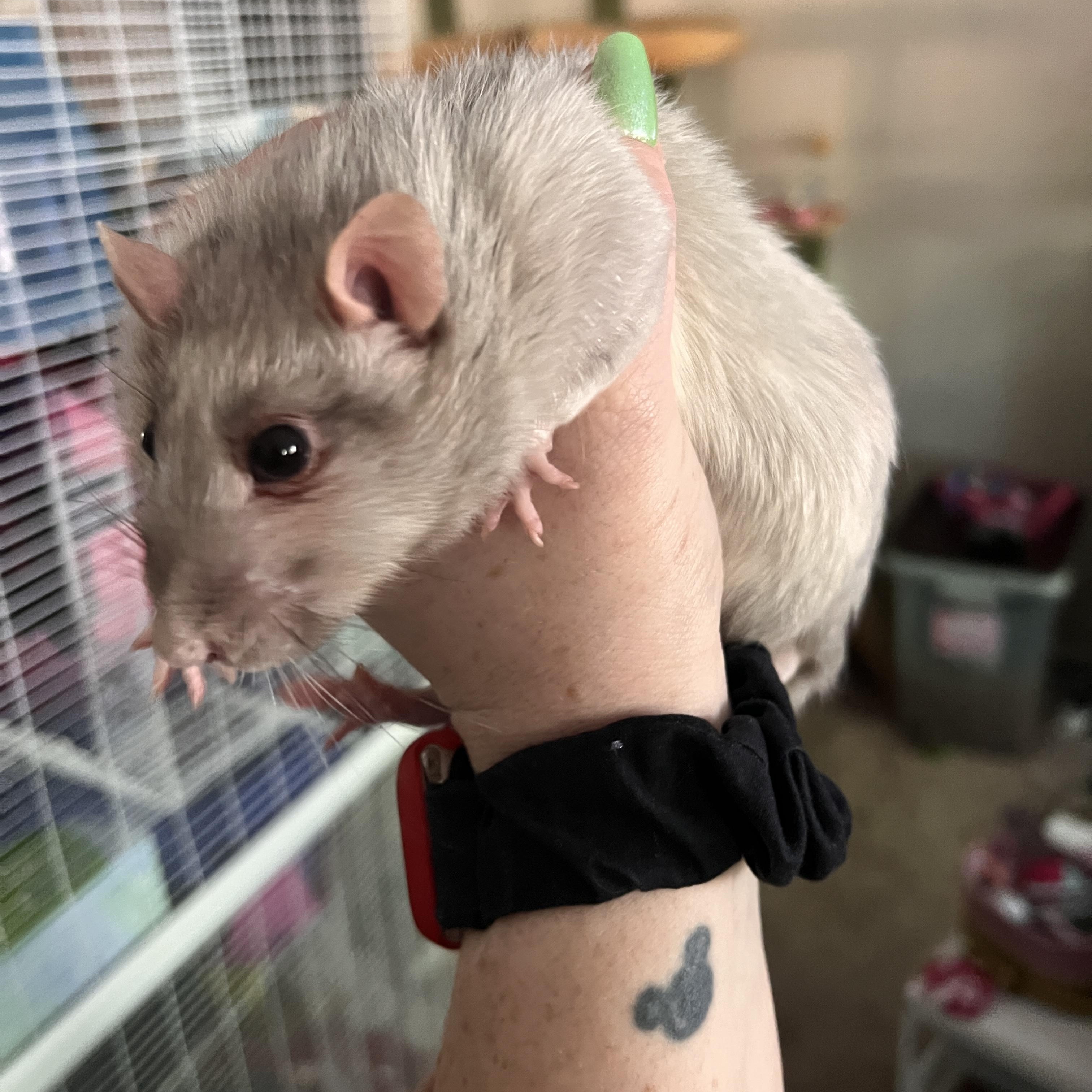 Enlarge Tyre, Zaccali, and Gadriel, a ADOPTABLE Rat in Scottsdale, AZ image 3/4