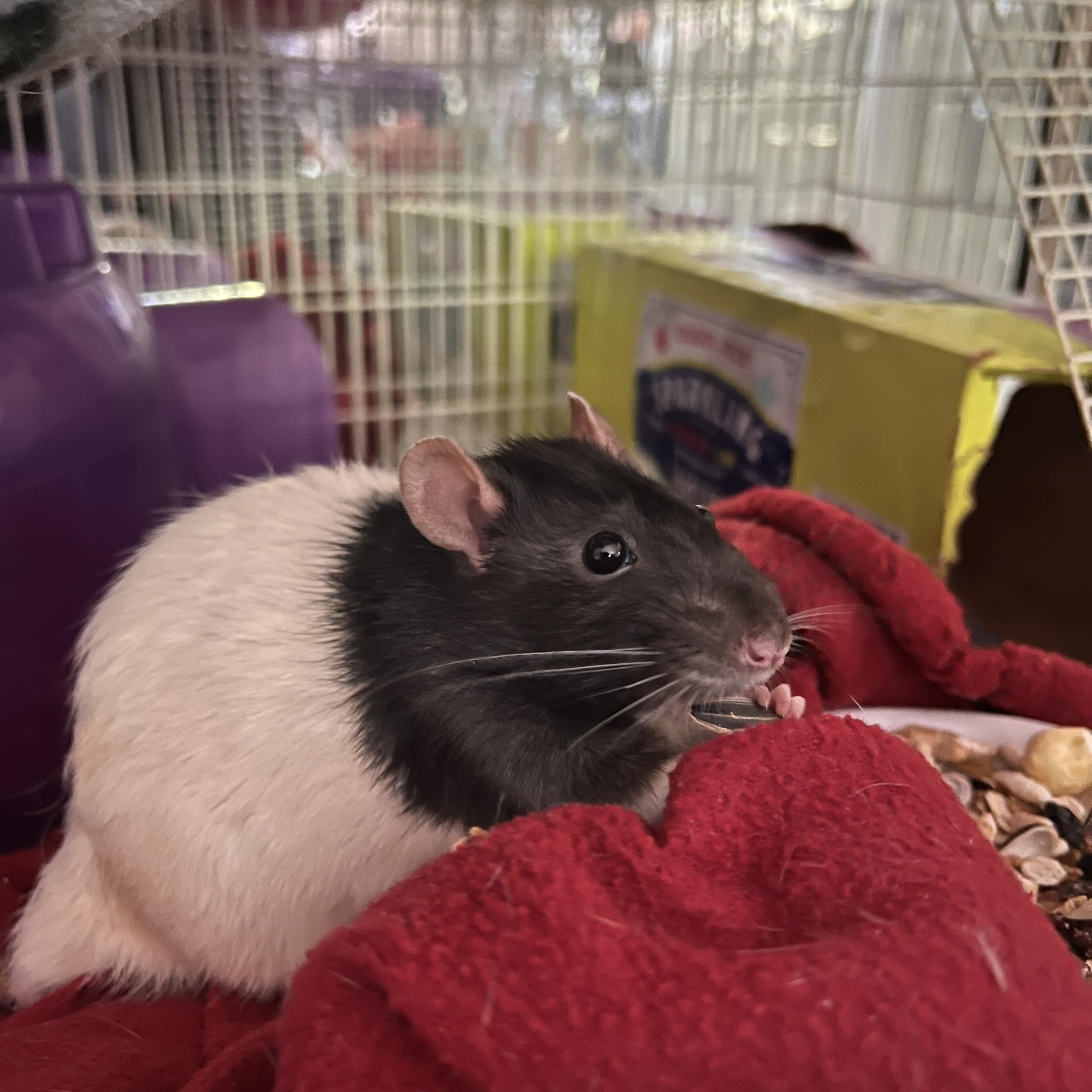 Enlarge Tyre, Zaccali, and Gadriel, a ADOPTABLE Rat in Scottsdale, AZ image 2/4
