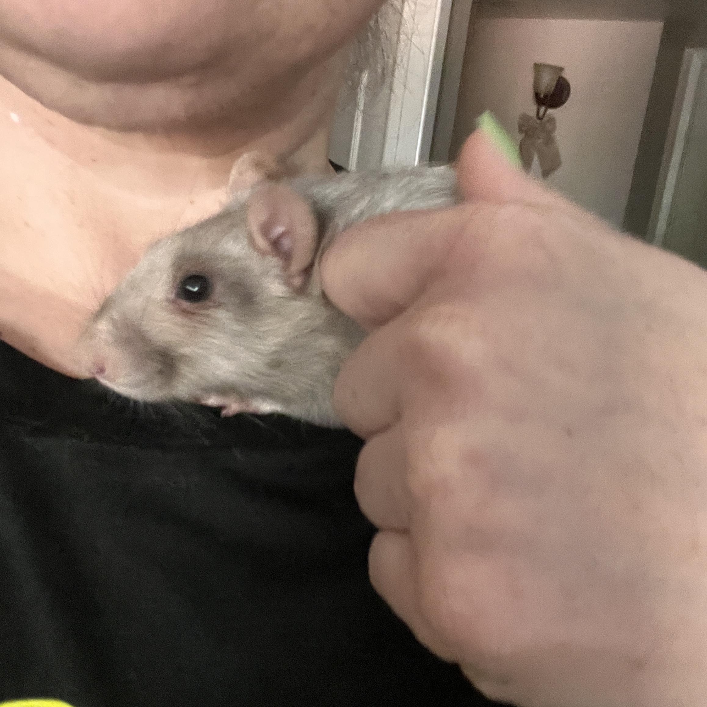 Enlarge Tyre, Zaccali, and Gadriel, a ADOPTABLE Rat in Scottsdale, AZ image 4/4