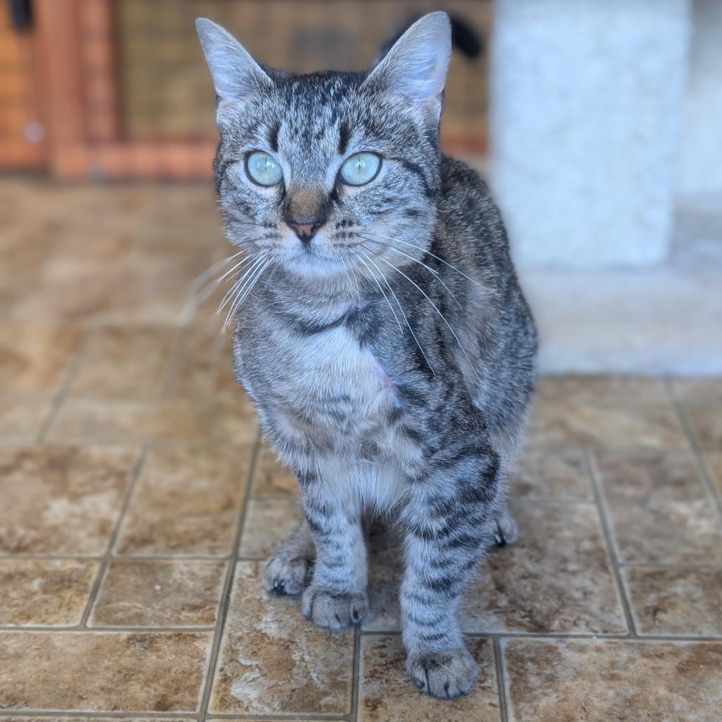 Lilac, Adoptable, Young Female Domestic Short Hair.