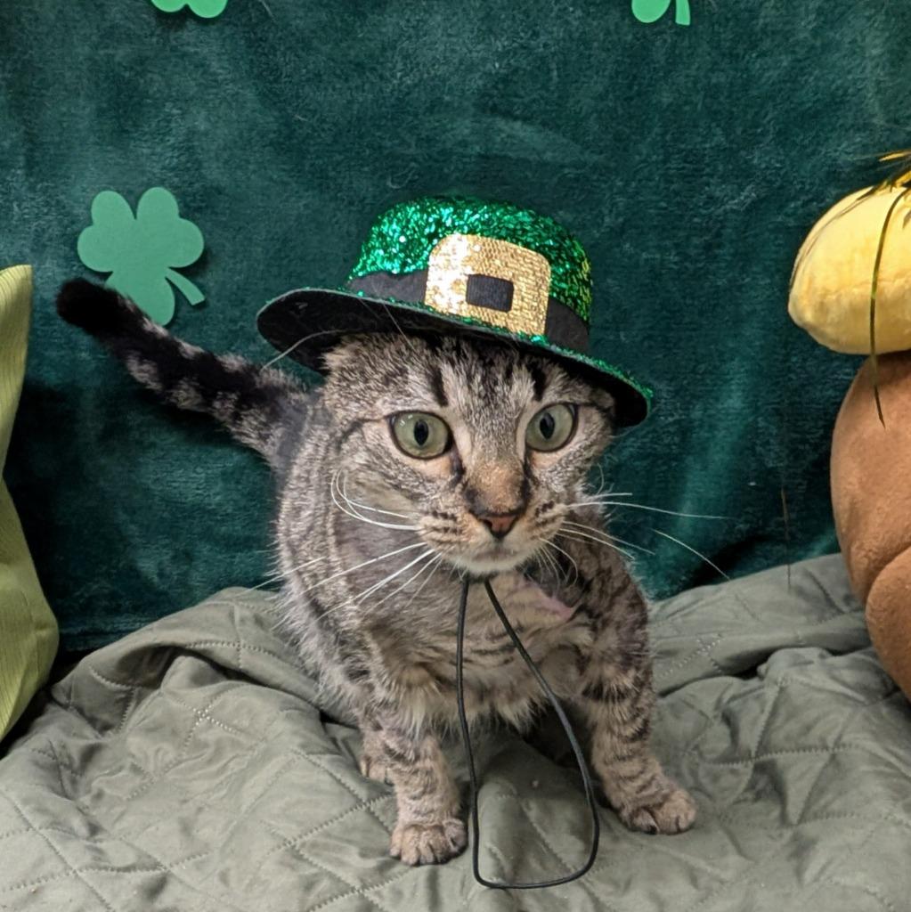 Lilac, a Adoptable mixed breed in Aberdeen, WA image 2/4