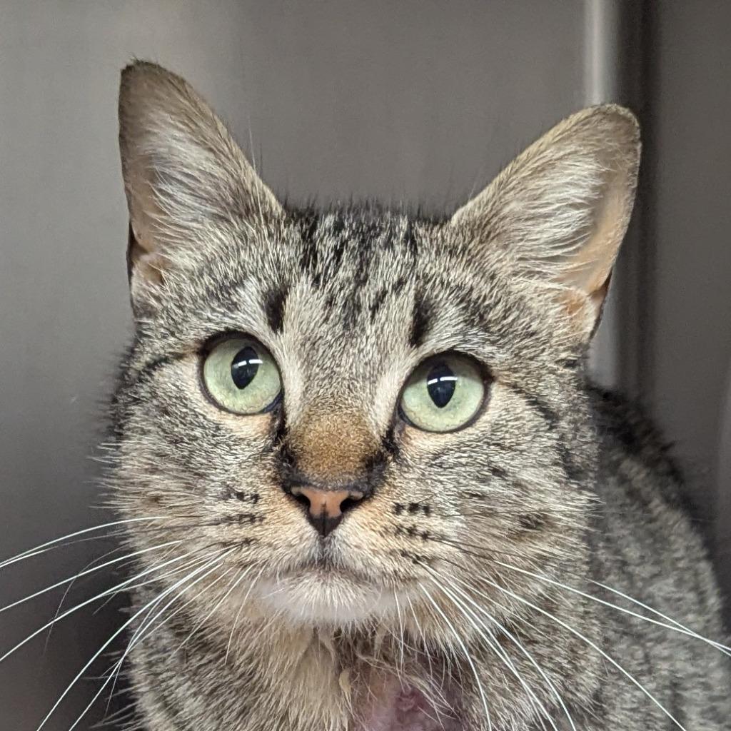 Lilac, a Adoptable mixed breed in Aberdeen, WA image 3/4