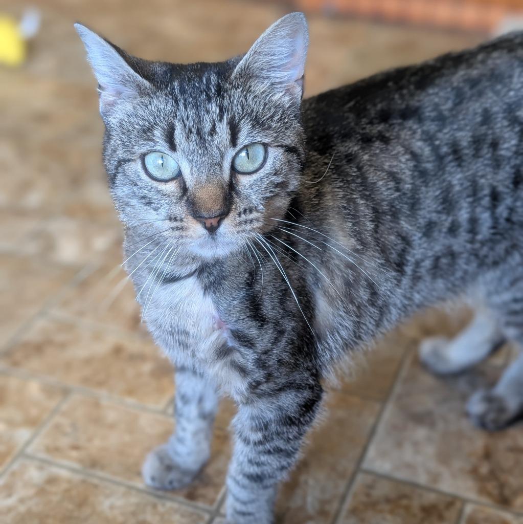 Lilac, a Adoptable mixed breed in Aberdeen, WA image 4/4