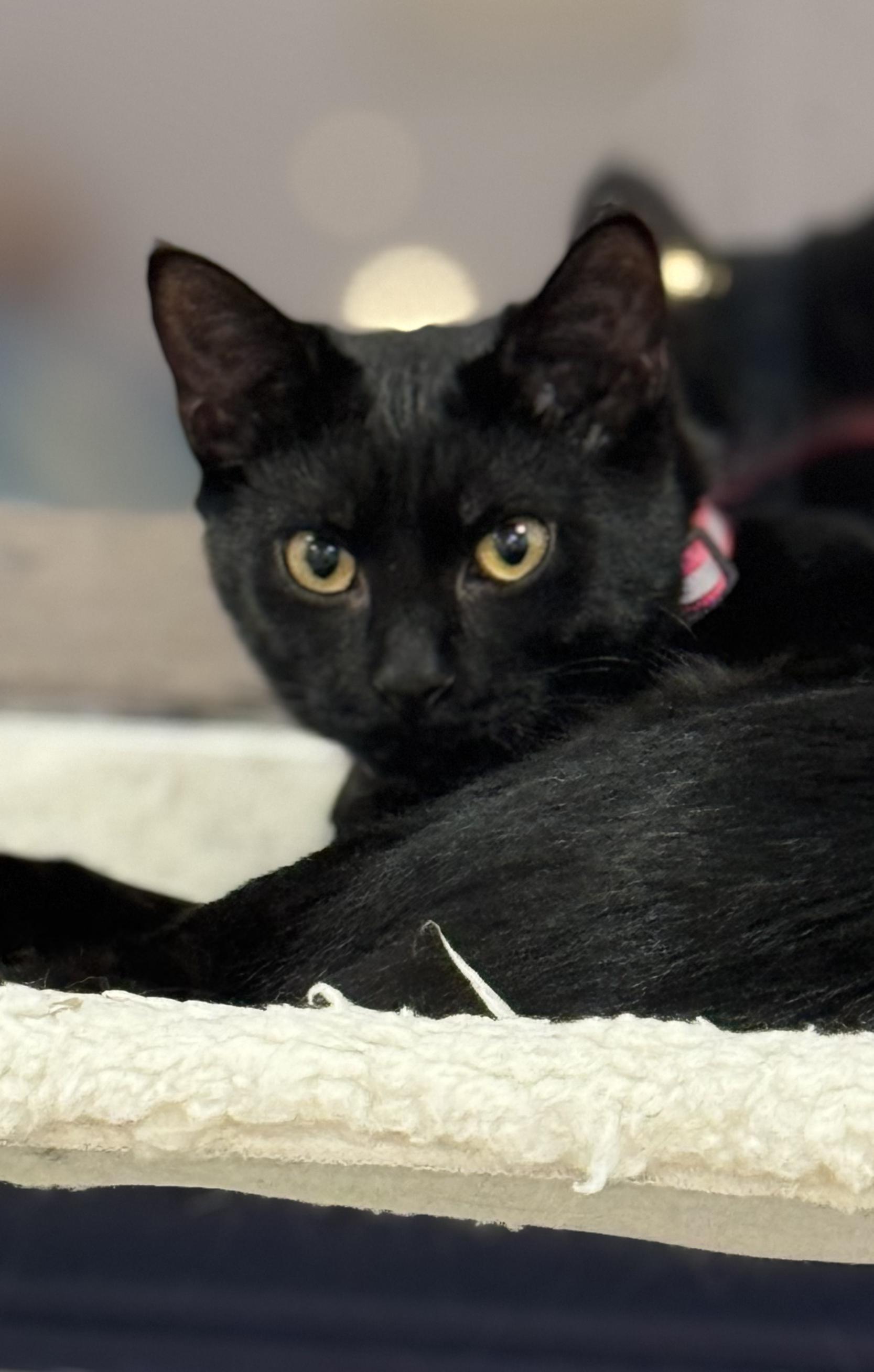 Emma, an adopted Domestic Short Hair in BUTLER, PA image 1/3