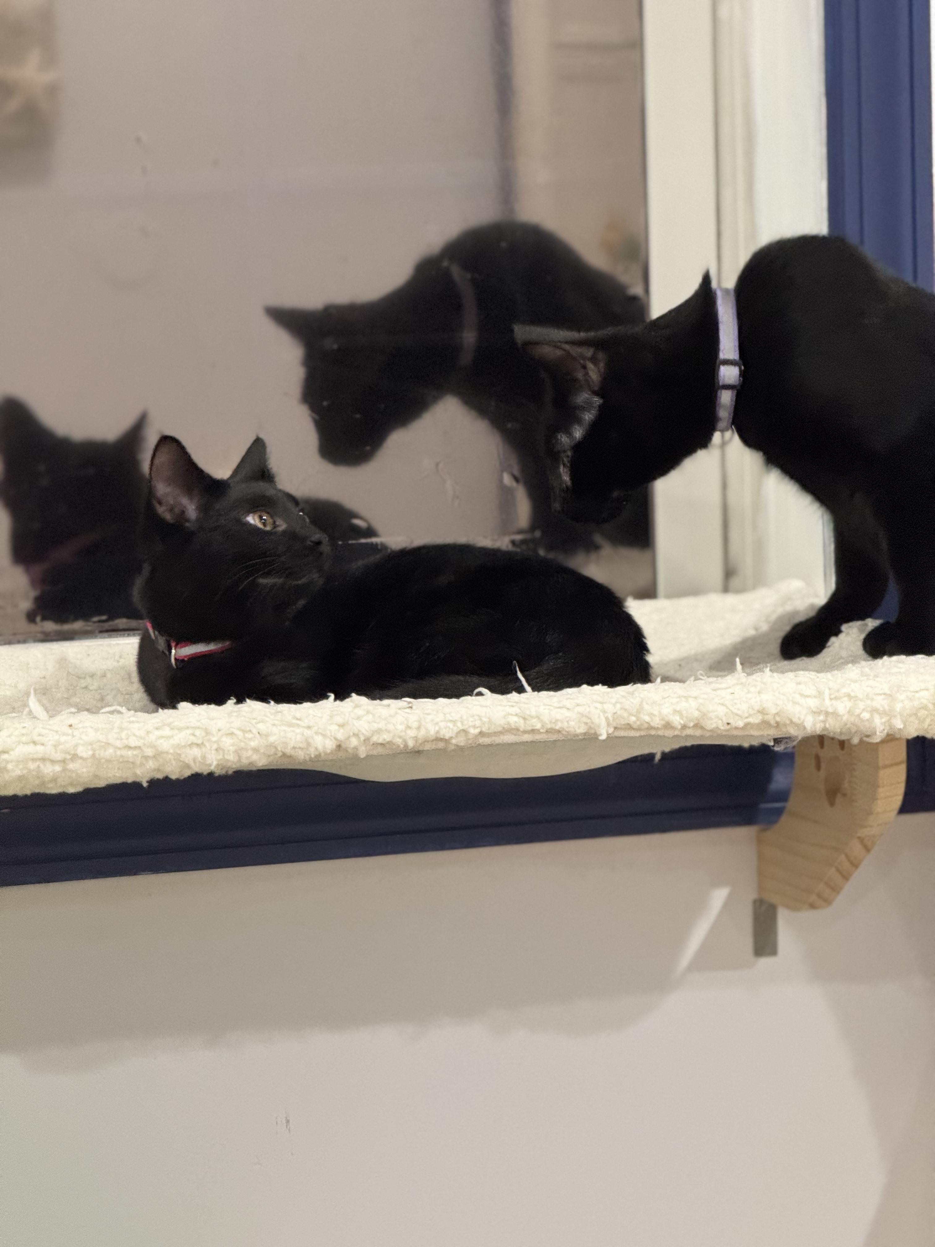 Emma, an adopted Domestic Short Hair in BUTLER, PA image 2/3