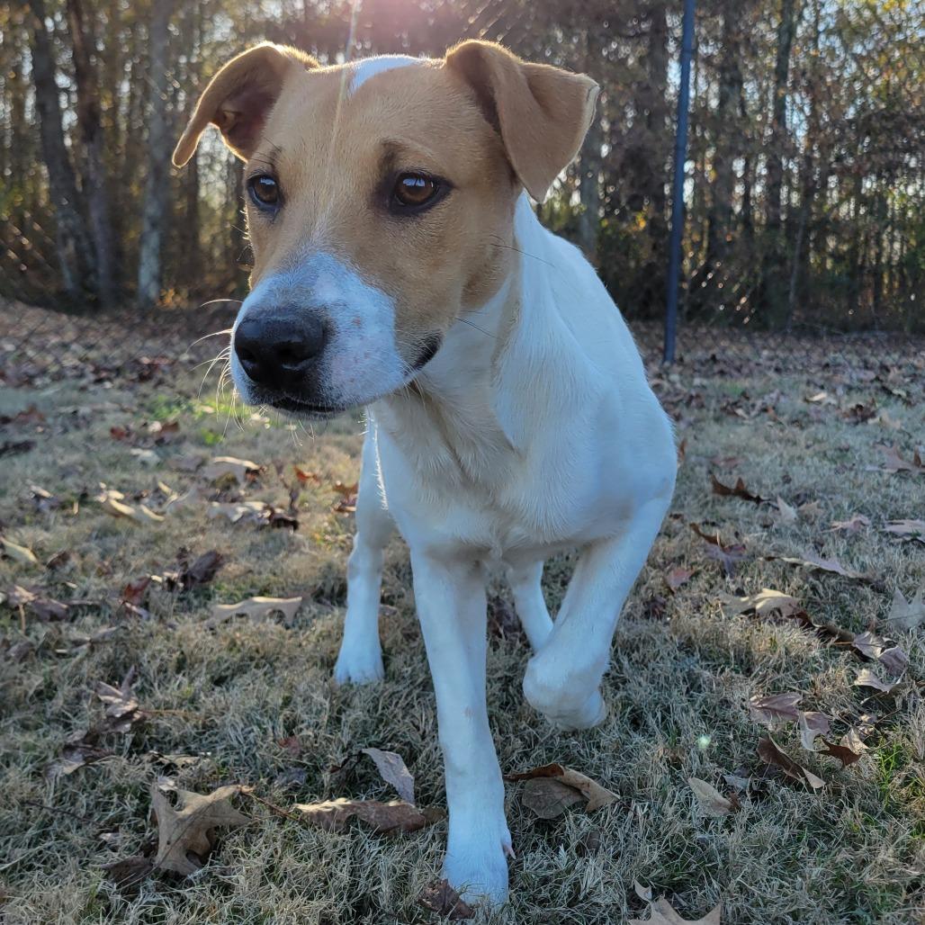 Skylark, Adoptable, Puppy Female Cattle Dog.