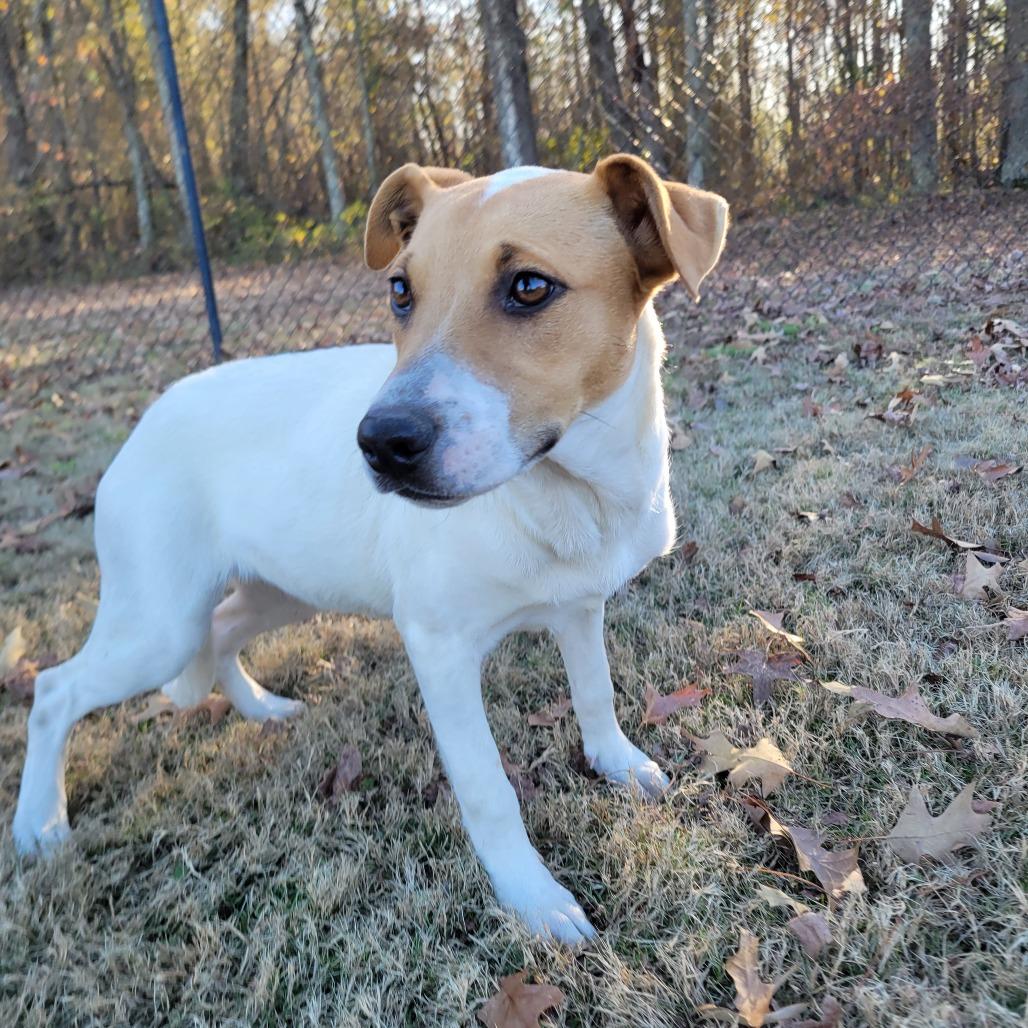 Enlarge Skylark, a Adoptable mixed breed in Cabot, AR image 2/3