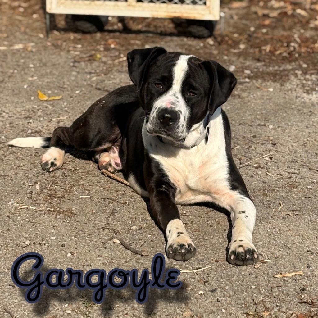Gargoyle, a Adoptable mixed breed in Hillsboro, OH image 1/6