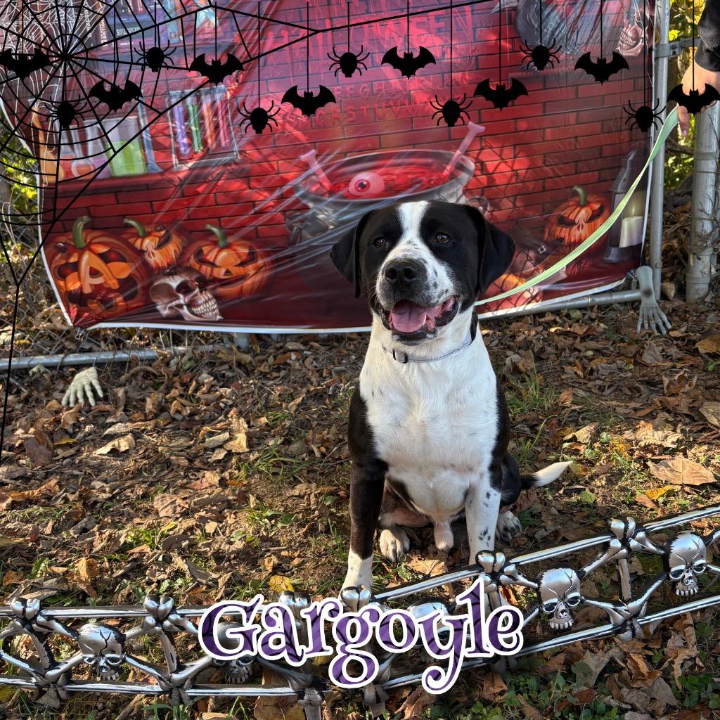 Gargoyle, a Adoptable mixed breed in Hillsboro, OH image 2/6