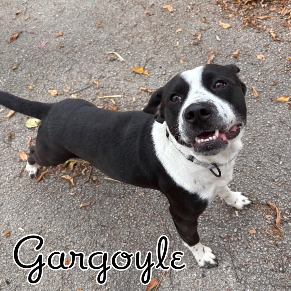 Gargoyle, a Adoptable mixed breed in Hillsboro, OH image 3/6