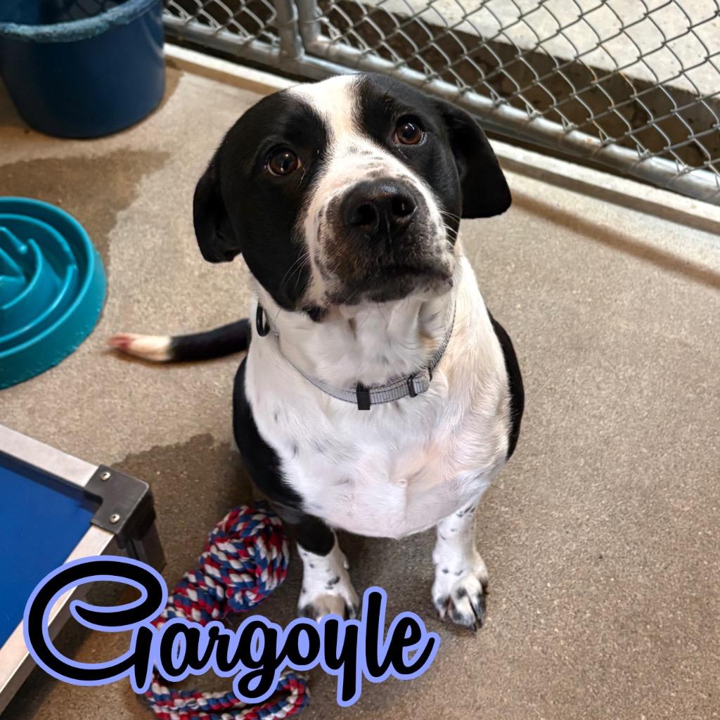 Gargoyle, a Adoptable mixed breed in Hillsboro, OH image 4/6