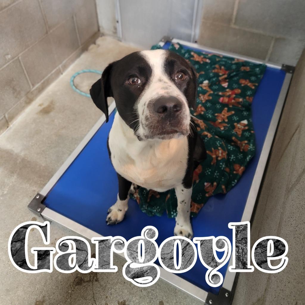 Gargoyle, a Adoptable mixed breed in Hillsboro, OH image 5/6