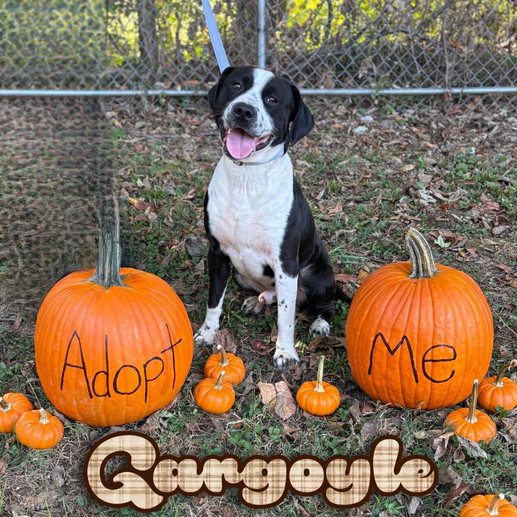 Gargoyle, a Adoptable mixed breed in Hillsboro, OH image 6/6