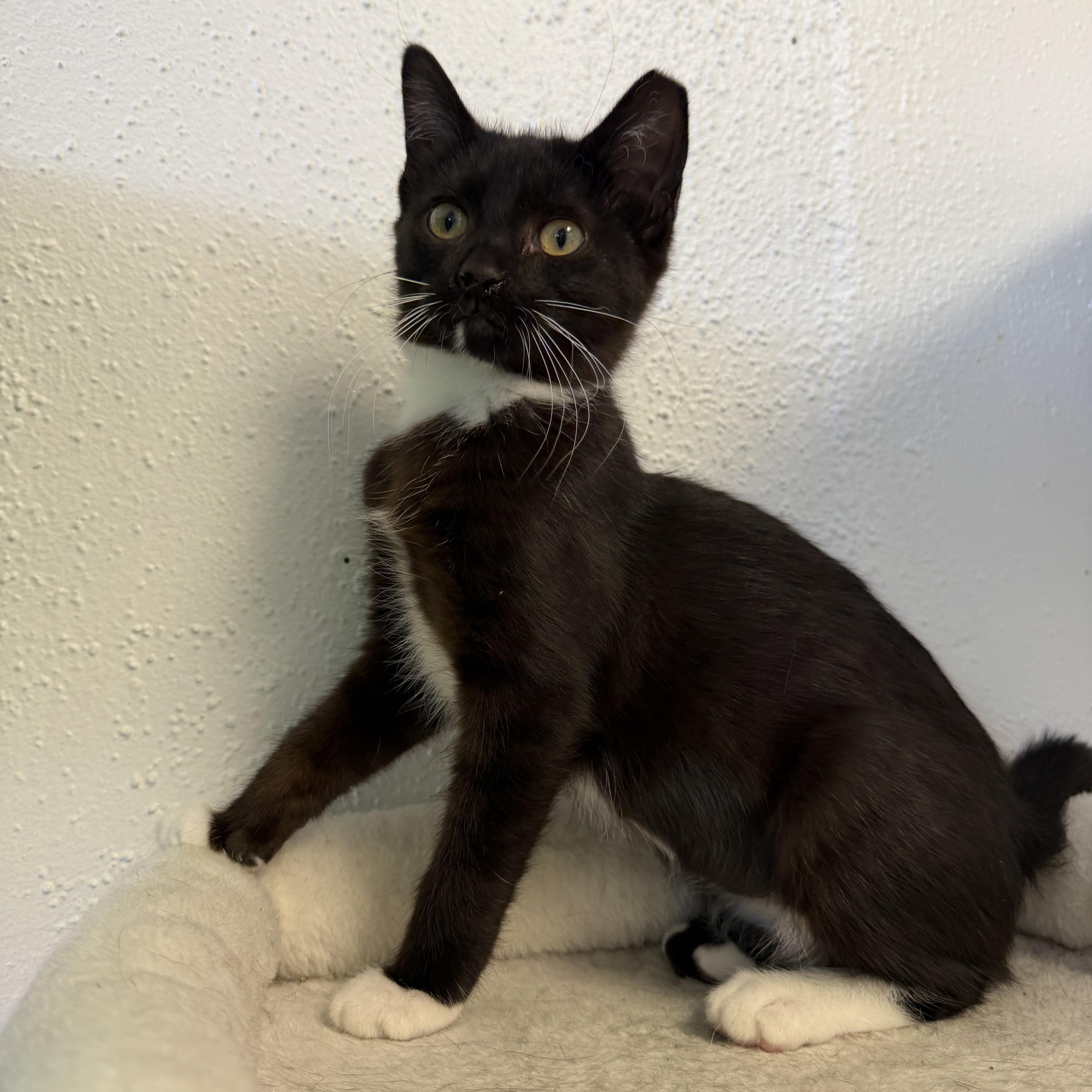 Petunia, Adoptable, Kitten Female Tuxedo.