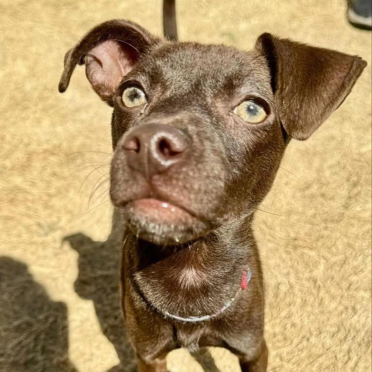 Merry Christmas, a Adoptable mixed breed in Lubbock, TX image 5/5