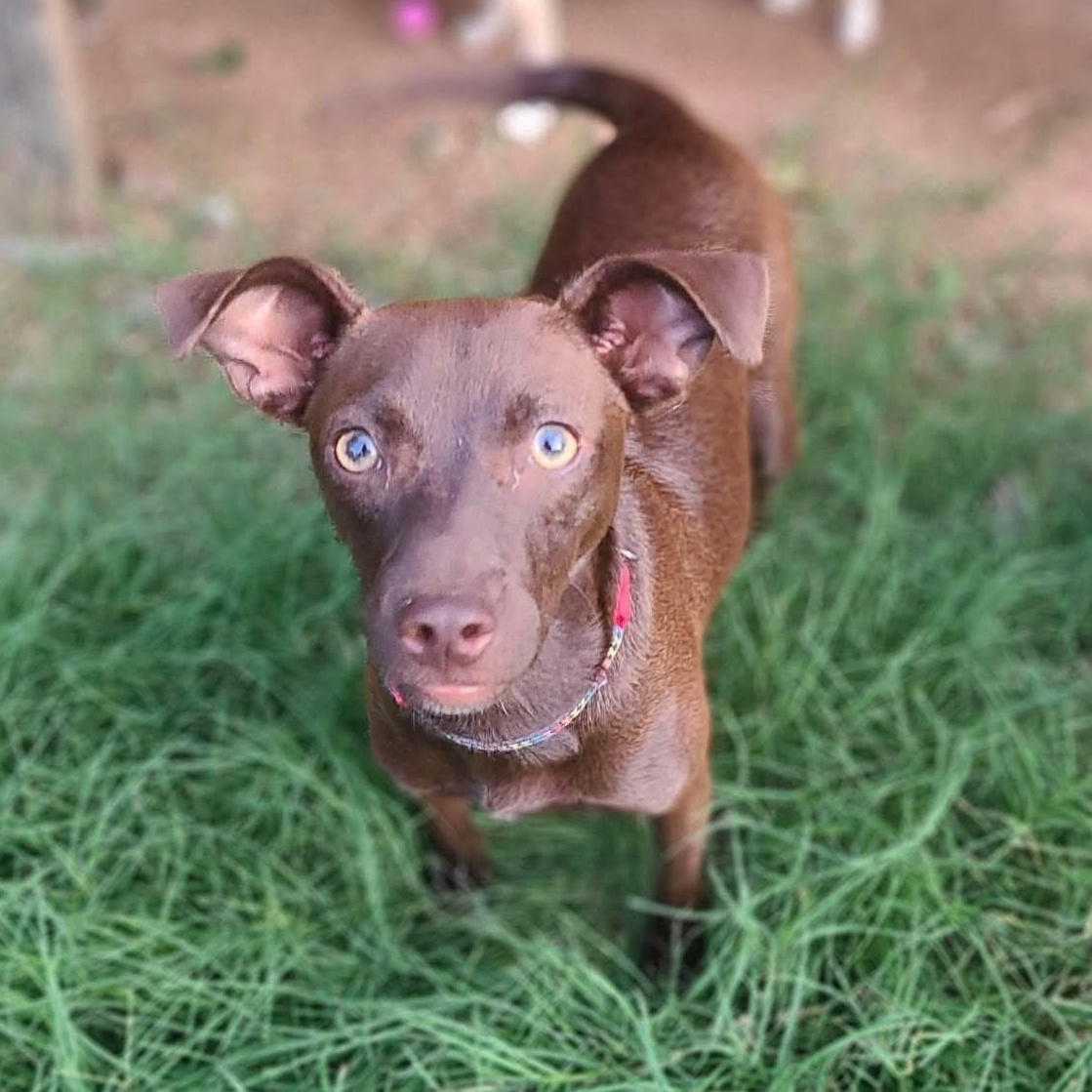Merry Christmas, a Adoptable mixed breed in Lubbock, TX image 1/5
