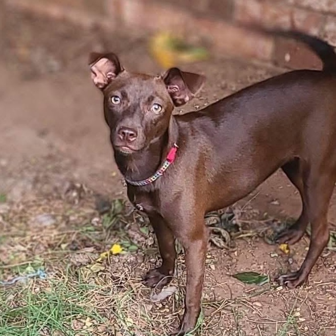 Merry Christmas, a Adoptable mixed breed in Lubbock, TX image 2/5