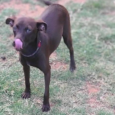 Merry Christmas, a Adoptable mixed breed in Lubbock, TX image 4/5