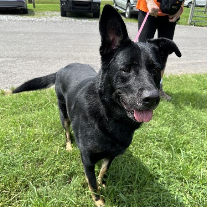 Gypsy, Adoptable, Adult Female Australian Shepherd.