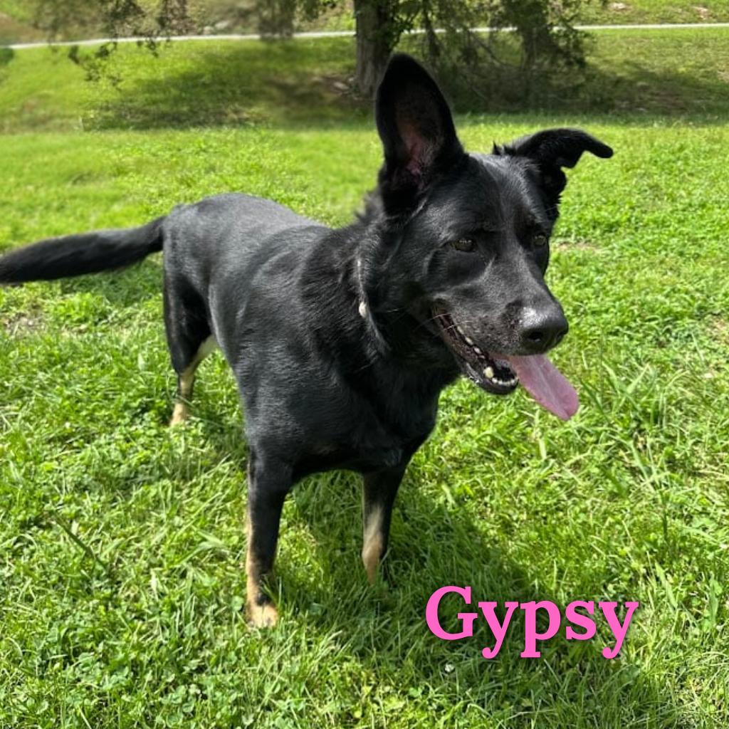 Gypsy, a Adoptable Australian Shepherd in Oak Ridge, TN image 1/2