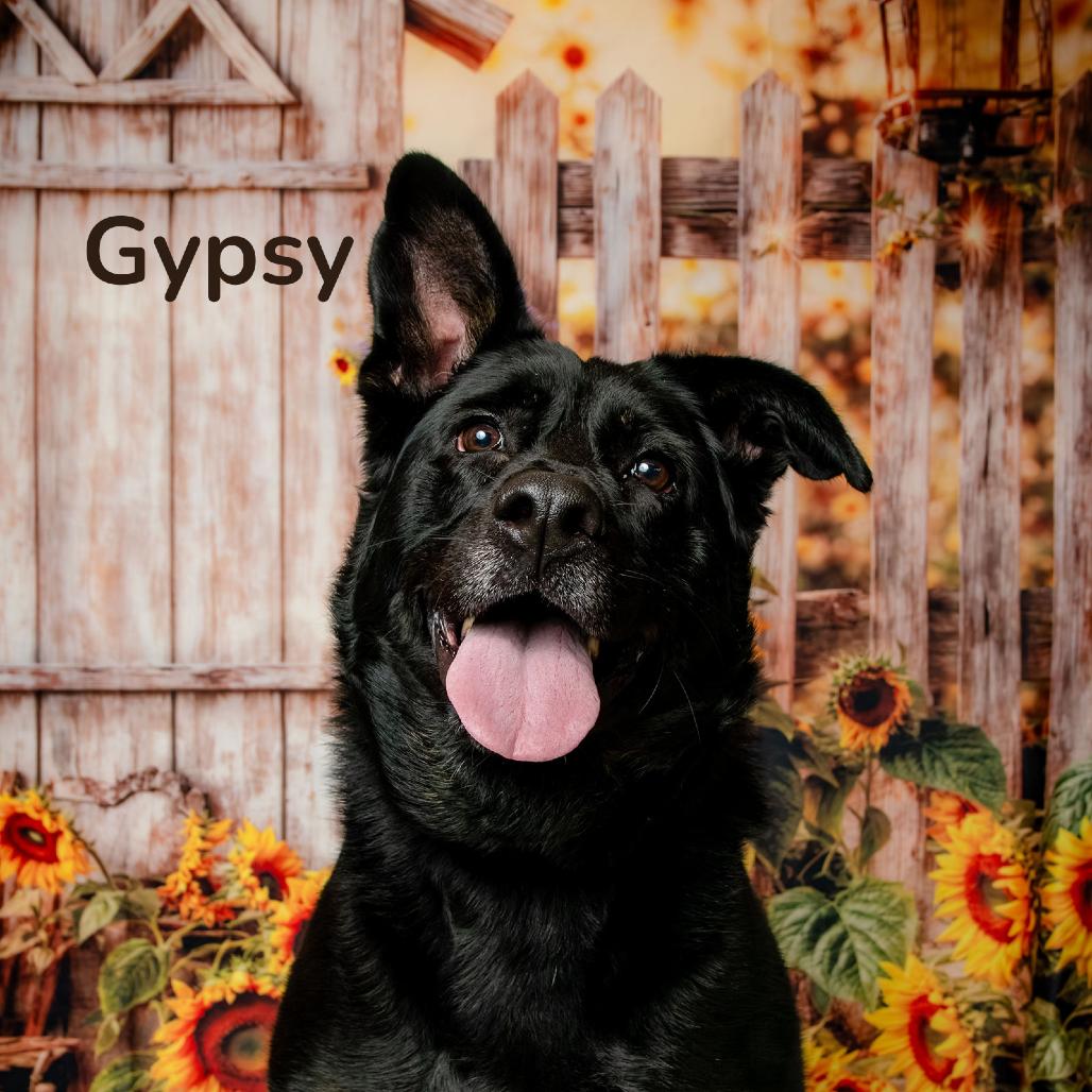 Gypsy, a Adoptable Australian Shepherd in Oak Ridge, TN image 2/2