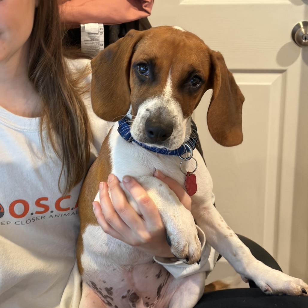Brian, Adoptable, Puppy Male Beagle & Jack Russell Terrier.