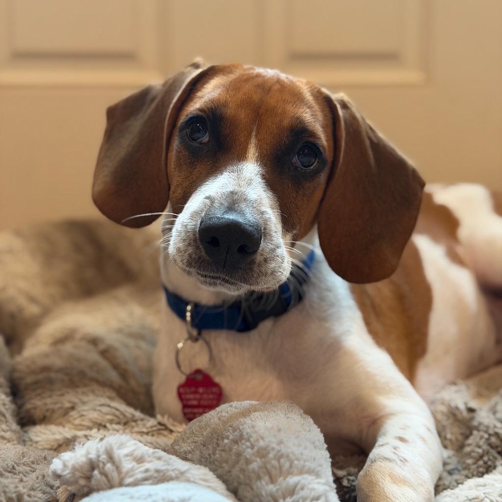 Enlarge Brian, a Adoptable mixed breed in Sparta, NJ image 3/6