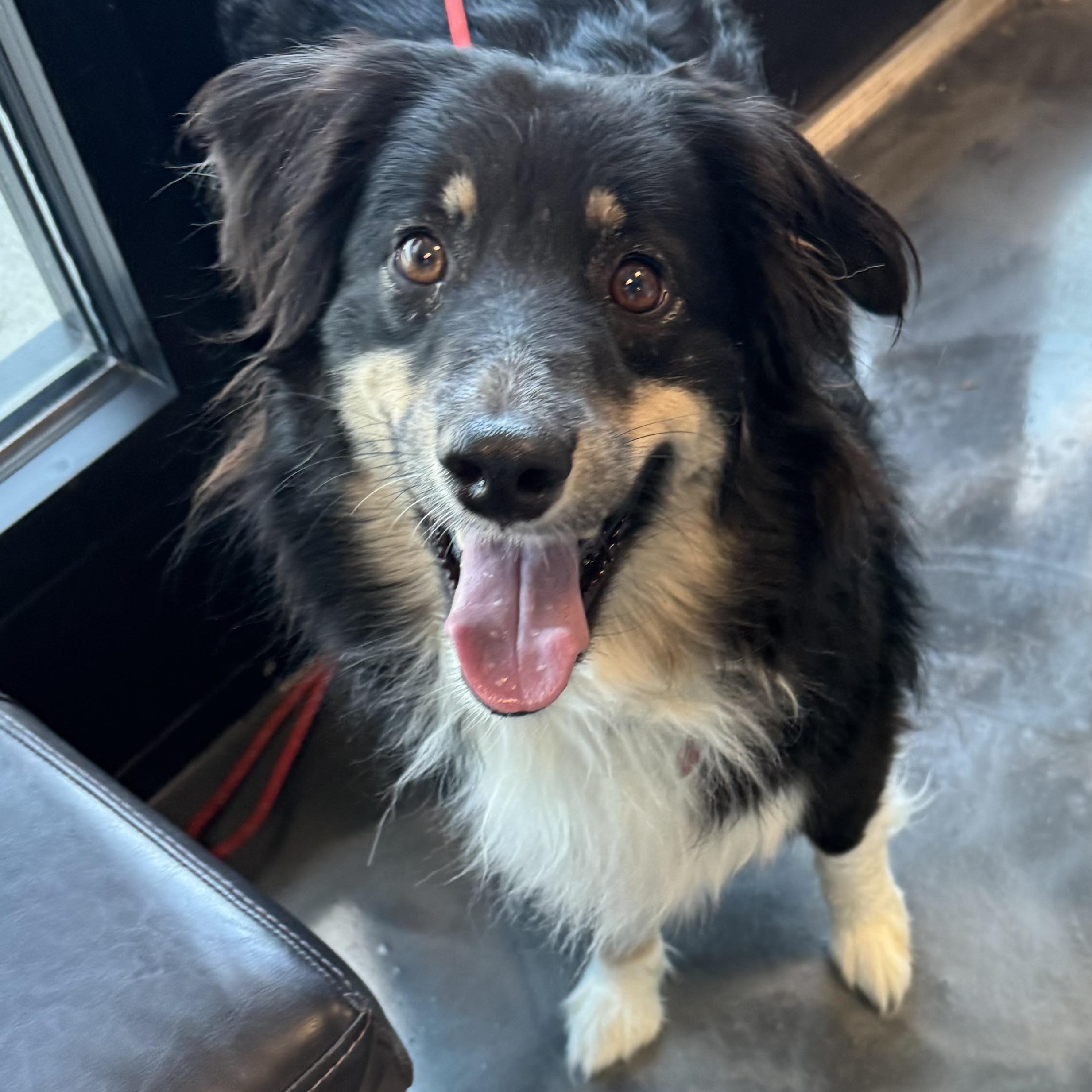 Enlarge Presley , a ADOPTABLE Australian Shepherd in Louisburg, KS image 6/6