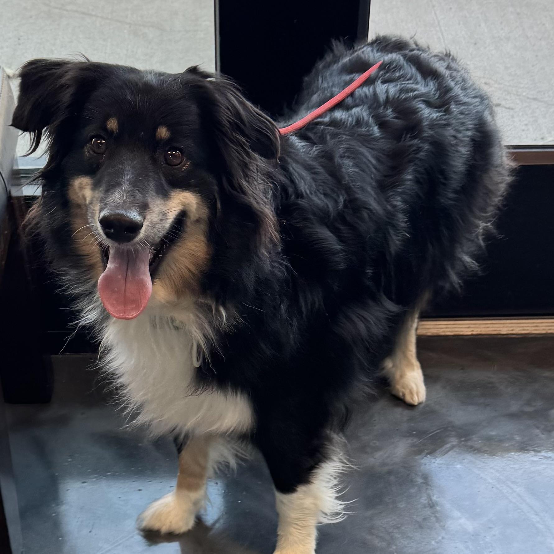 Enlarge Presley , a ADOPTABLE Australian Shepherd in Louisburg, KS image 4/6