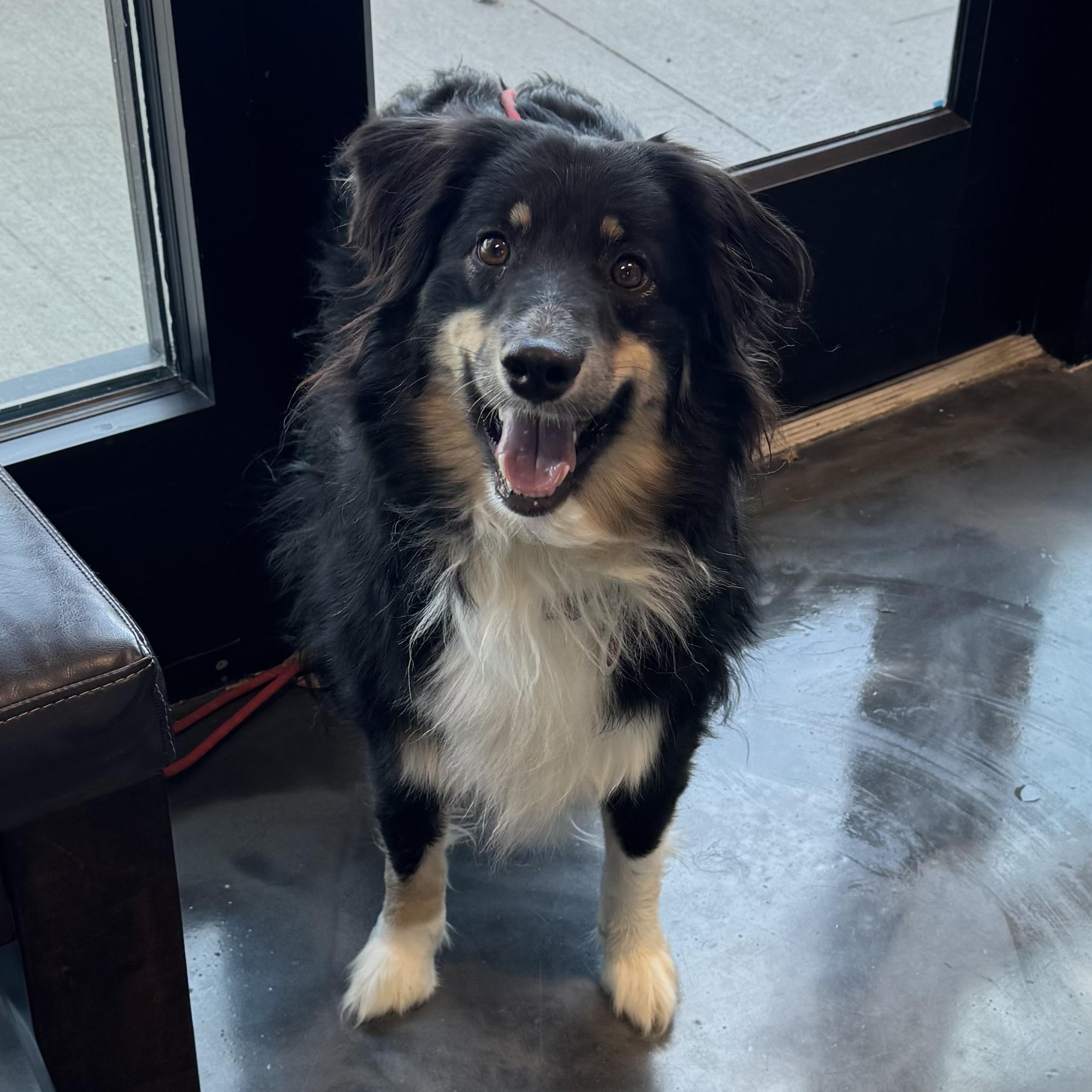 Enlarge Presley , a ADOPTABLE Australian Shepherd in Louisburg, KS image 1/6