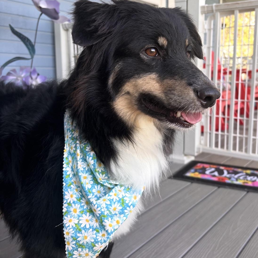 Presley , an adopted Australian Shepherd in Louisburg, KS image 3/6