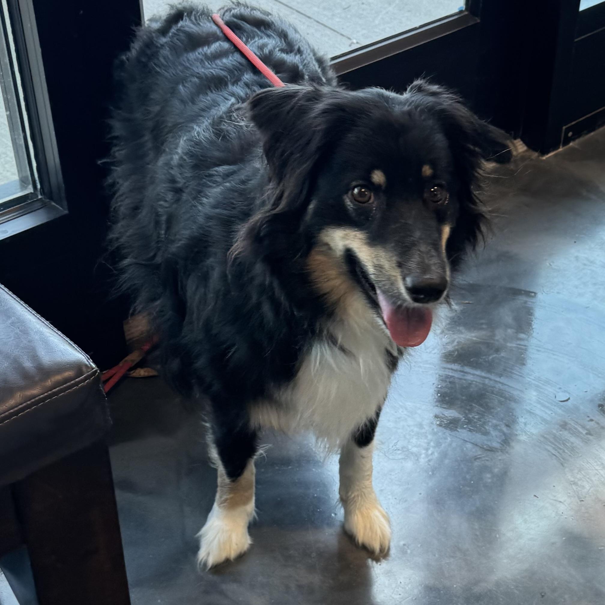 Enlarge Presley , a ADOPTABLE Australian Shepherd in Louisburg, KS image 5/6